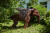 Скульптура Слон/Elephant